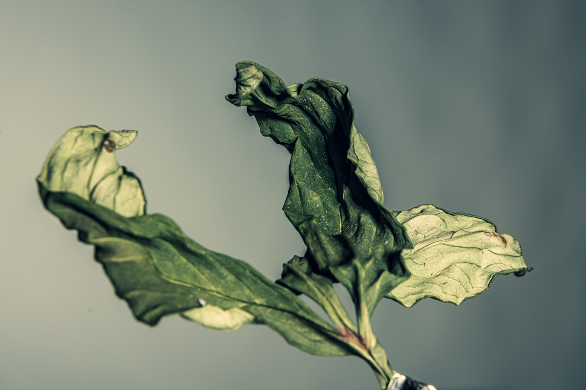 placeholder image-sq